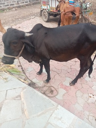 ગાય વેચવાની છે 2વરસ ની છે