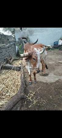 બળદ વેચવાના છે