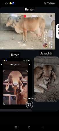 vasdi vechvani chhe