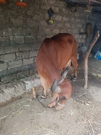 ગાય વેચવાની છે