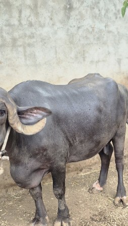 ભેંશ વેચવાની છે