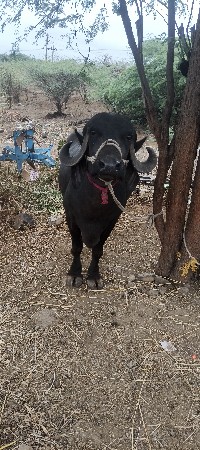 આ ભેંસ વેચવા ની સે..🐂