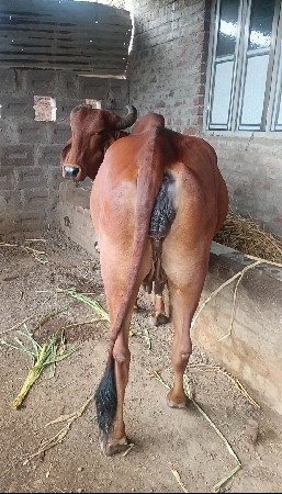 દેશી ગાય વેચાવ
