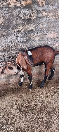 આ પતીરો બકરો વેચવાનો છે