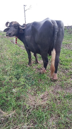 ભેંસ વેશાવાની છે