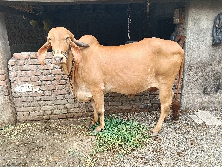 સુવર્ણ કપિલા ગાય વેચવાની છે