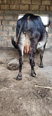 ગાય વેચવાની છે.