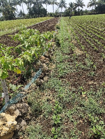 જમીન વેચવાની છે 5 વિઘા