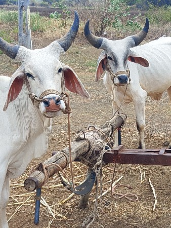 વઢીયારા ઘોઢલાનાસાટા કરવાના છે