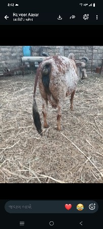 બે ગાય વેચવાની છે