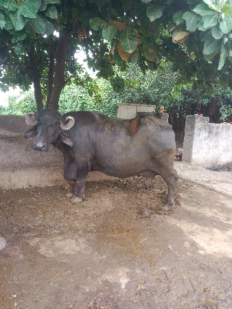 ભેંસ વેચવાની છે