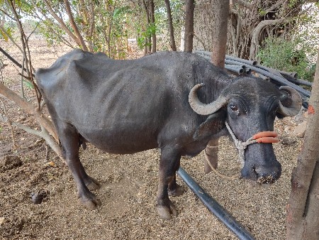 આ‌ભેસ ને બીજૃ‌ વેત‌ર‌છે