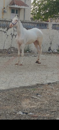 વછેરી છે