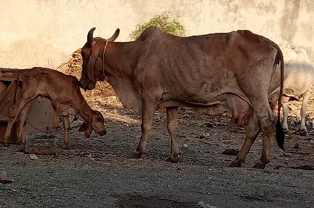 ગાય વેચવાની છે