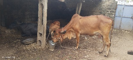 ગાય વેચવાની છે