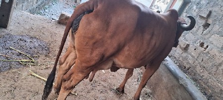 આ ગાય વેચવાની છે