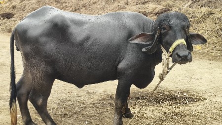 પેલું વેતર ખડેલુ વેચવાનું છે