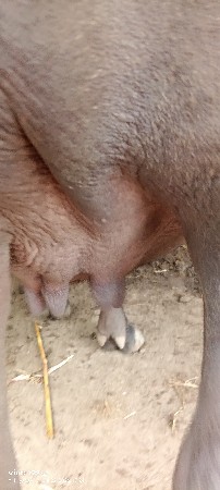 ભેંસ વેચવાની છે