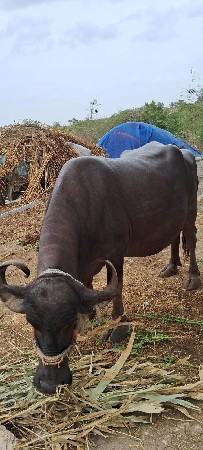ભેંસ