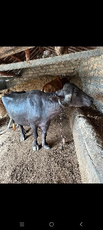 3 માહીના ગાભ