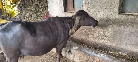 ભેંસ વેચવાની છે