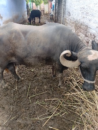 વેચવાની છે