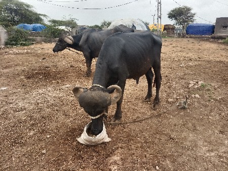 બે દાતે છે પાડો