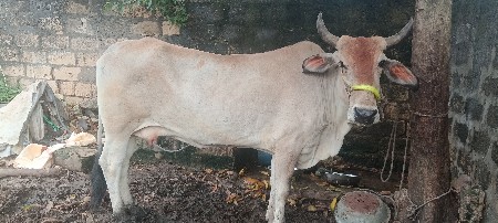 દેશી જરસી