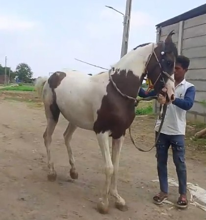 ચાલુ વરઘૌડા નીાઘૌડીાવૈસવાનીાછે