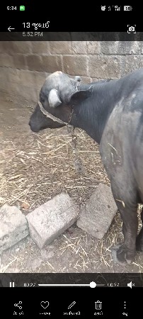 khadelu vesvanu se pelu vetar
