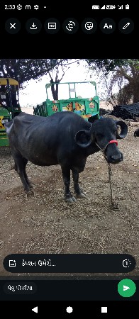 ભેંસ વેચવાની છે