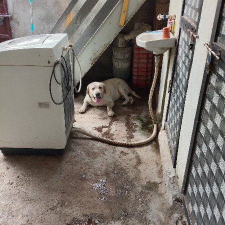 લેબરા ઓરીજનલ