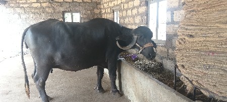 ભેંસ વેચવાની છે
