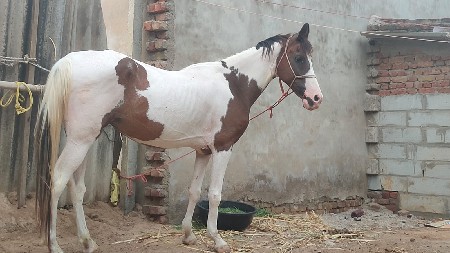 ચાલુ વરઘોડાની ઘોડી વેસવાની છે