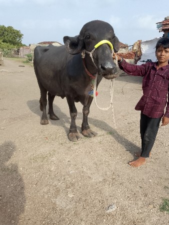 ભેંસ વેચવાની છે પેલું વેતર