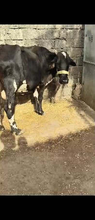 ગાય વેચવાની છે એસફ સે