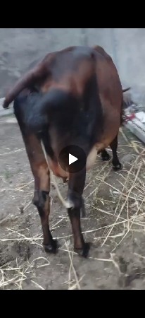 કોર્સ ગાય વેચવાની છે