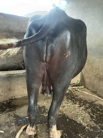 ભેંસ વેચવા ની છે