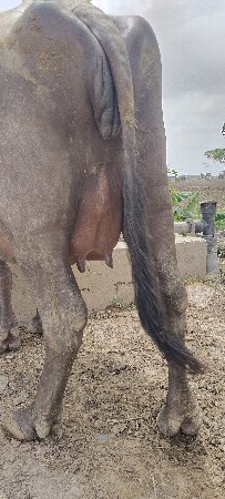 ખડેલી