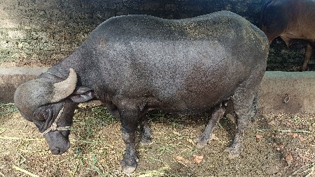 પહેલું વેતર ભેંસ વેચવાની છે