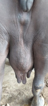 જાફરાબાદી ભેંસ વેચવાની છે