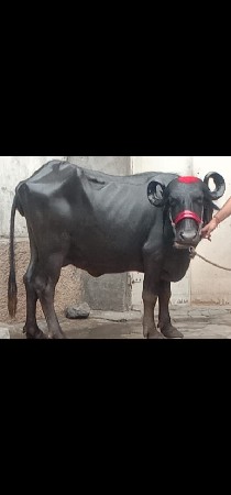 ભેંસ વેચવાનું છે 2 છે