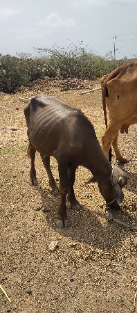 પાડો વેચવાનો છે