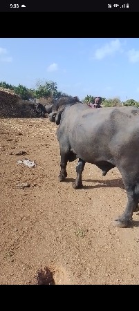 આ પાડો વેચવાનો છે ભાઈ