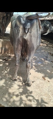 ભેંશ વેચવાની છે
