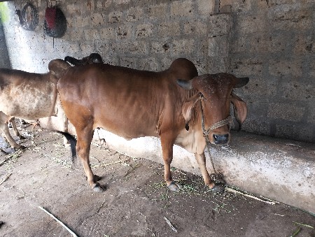 દેશી ગીર ગાય વેચવાની છે