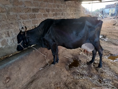 આ ગાય વેચવાની છે