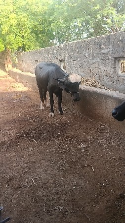 વેચવાનું છે
