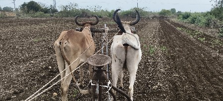 ગોઢલા વેચવાના છે