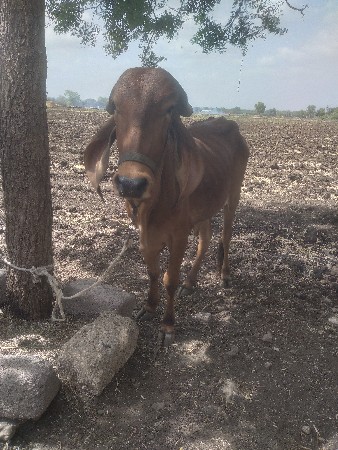 ગીર